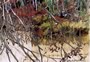 Delaware Raritan Canal - Autumn Reflections