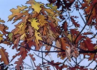 oak leaves in Metuchen, NJ