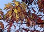 Metuchen Brown Autumn Leaves