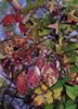 Birch and Oak Autumn Leaves