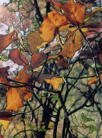 Leaves in Cheesequake Park in back splash tiles