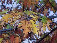 oak leaves in Metuchen, NJ