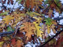 Metuchen Yellow Autumn Leaves
