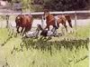 horses playing