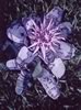 achmea bromeliad #2