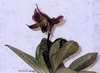 lady slipper