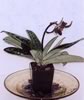 lady slipper orchids