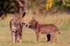 bobcats