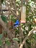 honeycreeper