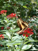 swallowtail                                                                                                                                                                                                                                                  