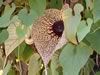 aristolochia grandiflora flower