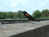 red-winged blackbird