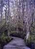 Florida wetlands walk