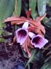 cattleya