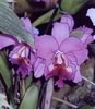 cattleya orchid#2