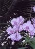 phaelaenopsis#2