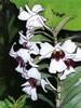 white orchids