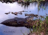 alligator in Wakodahatchee preserves