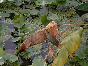 Wakodahatchee purple gallinale in fireflag