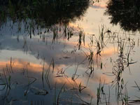 Wakodahatchee Preserves sunset