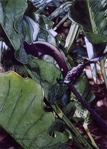 anthurium 1