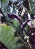 anthurium 2