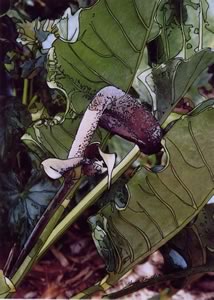 anthurium 3