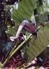 anthurium 4