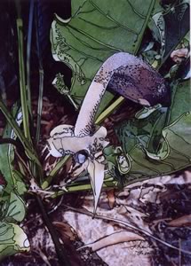 anthurium 5