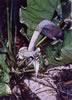 anthurium 6