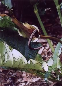 anthurium 7