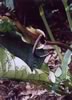 anthurium 8