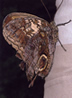 brown butterfly on sleeve