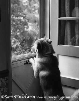 Dog at Door