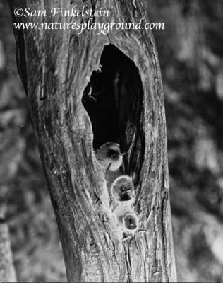 Growths in Tree