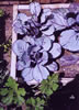 red cabbage