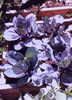 red cabbage