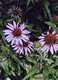 Echinacea#5