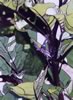 eggplant purple flower