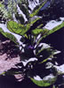 eggplant leaves