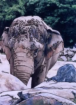 Elephant's Head - Facing Front -Phila. Zoo