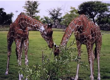 Giraffe's Grazing - Atlanta Zoo