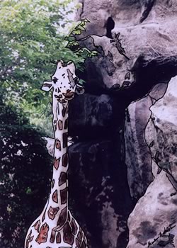 Phila. Zoo - Giraffes' Neck