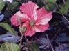 Pink Hibiscus