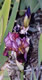 iris 3b in Presby Gardens