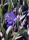 iris 4d in Presby Gardens