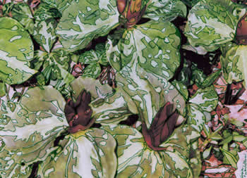 Ground Cover - Spotted Leaves