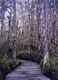 Cypress Swamp - Loxahatchee Preserves