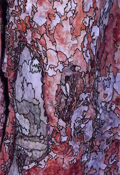 Red Tree Bark