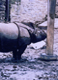 Rhino at Post